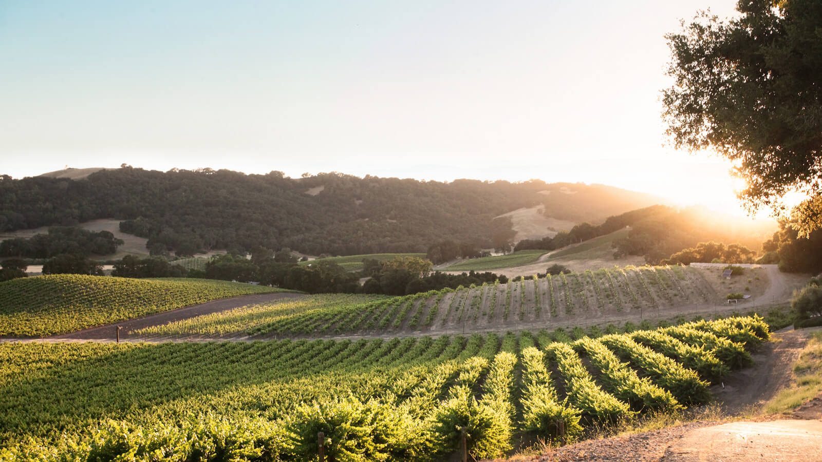 Soundless video of the Grosso Kresser vineyard in the golden, morning light.