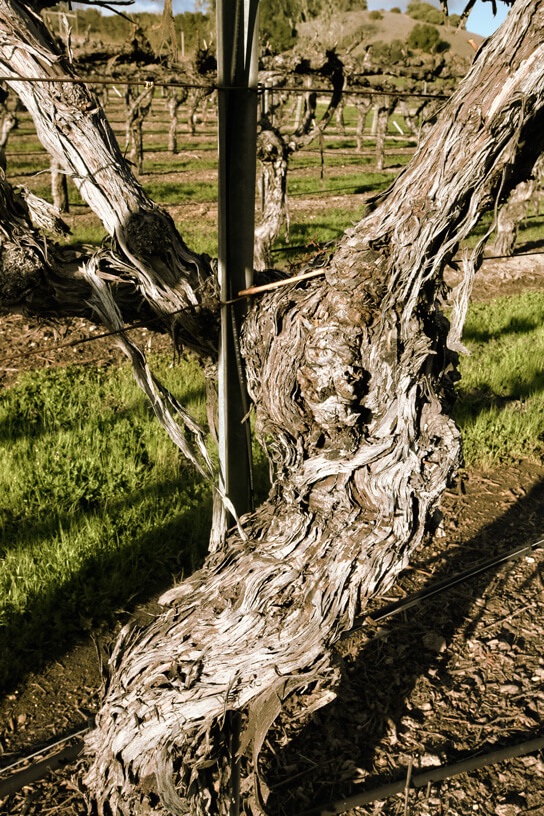 Old vine close up at Grosso Kresser