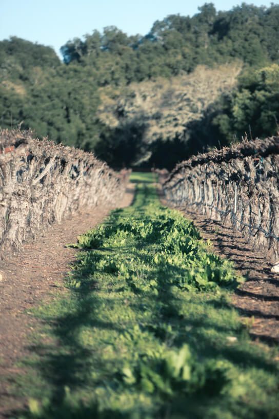 Vineyard rows at Grosso Kresser