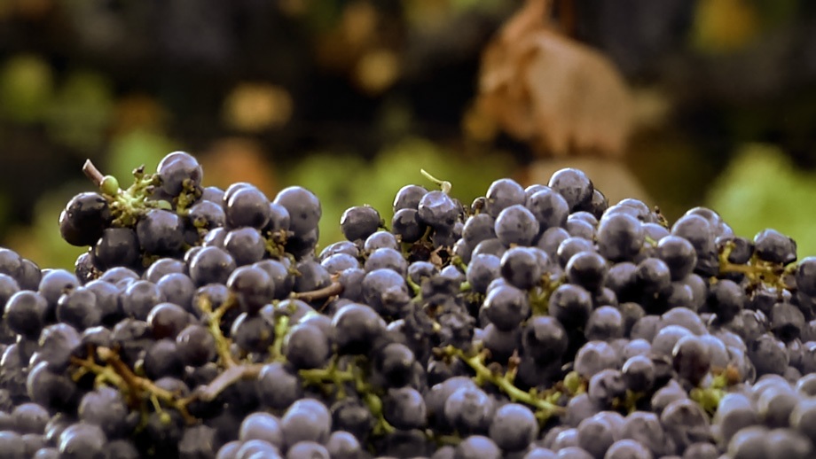Close up of Grosso Kresser grapes
